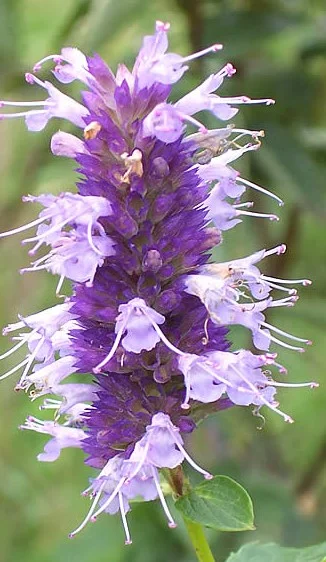 HYSSOP.jpg
