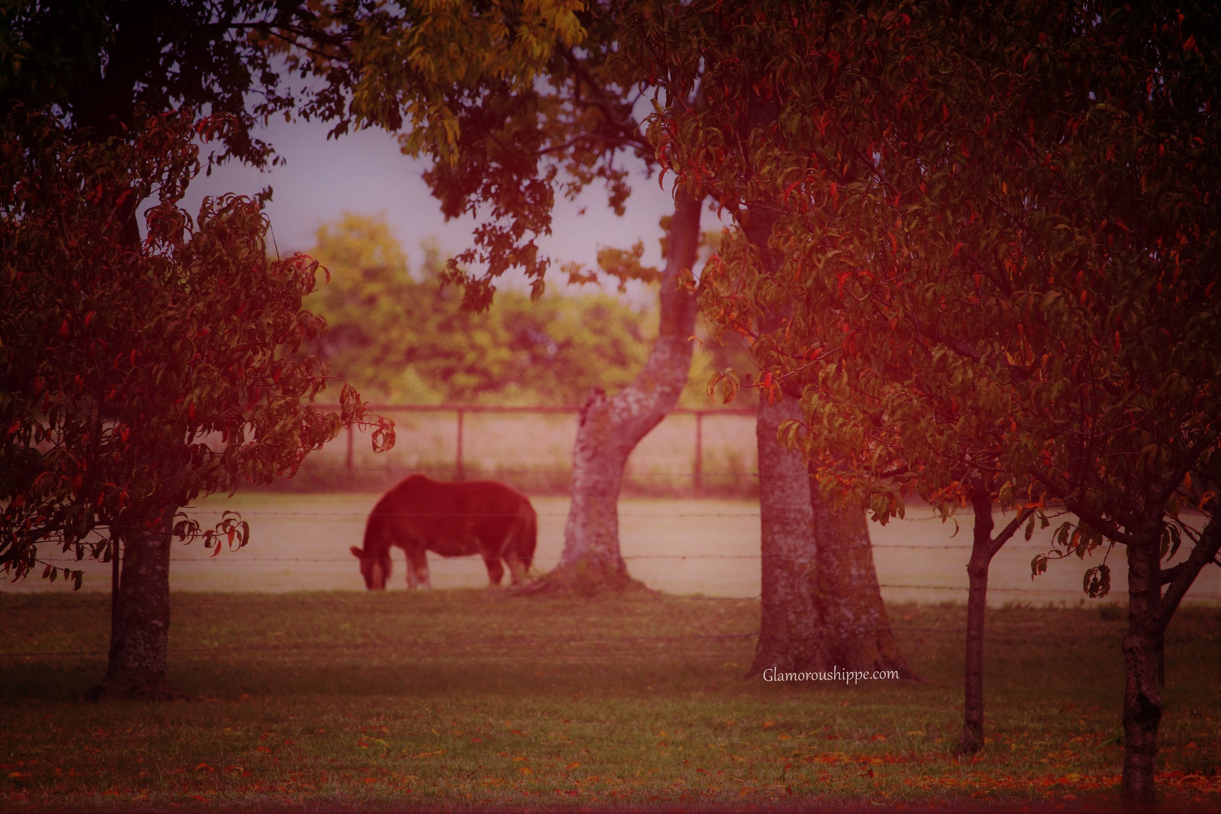 trees and horses with gh words.jpg