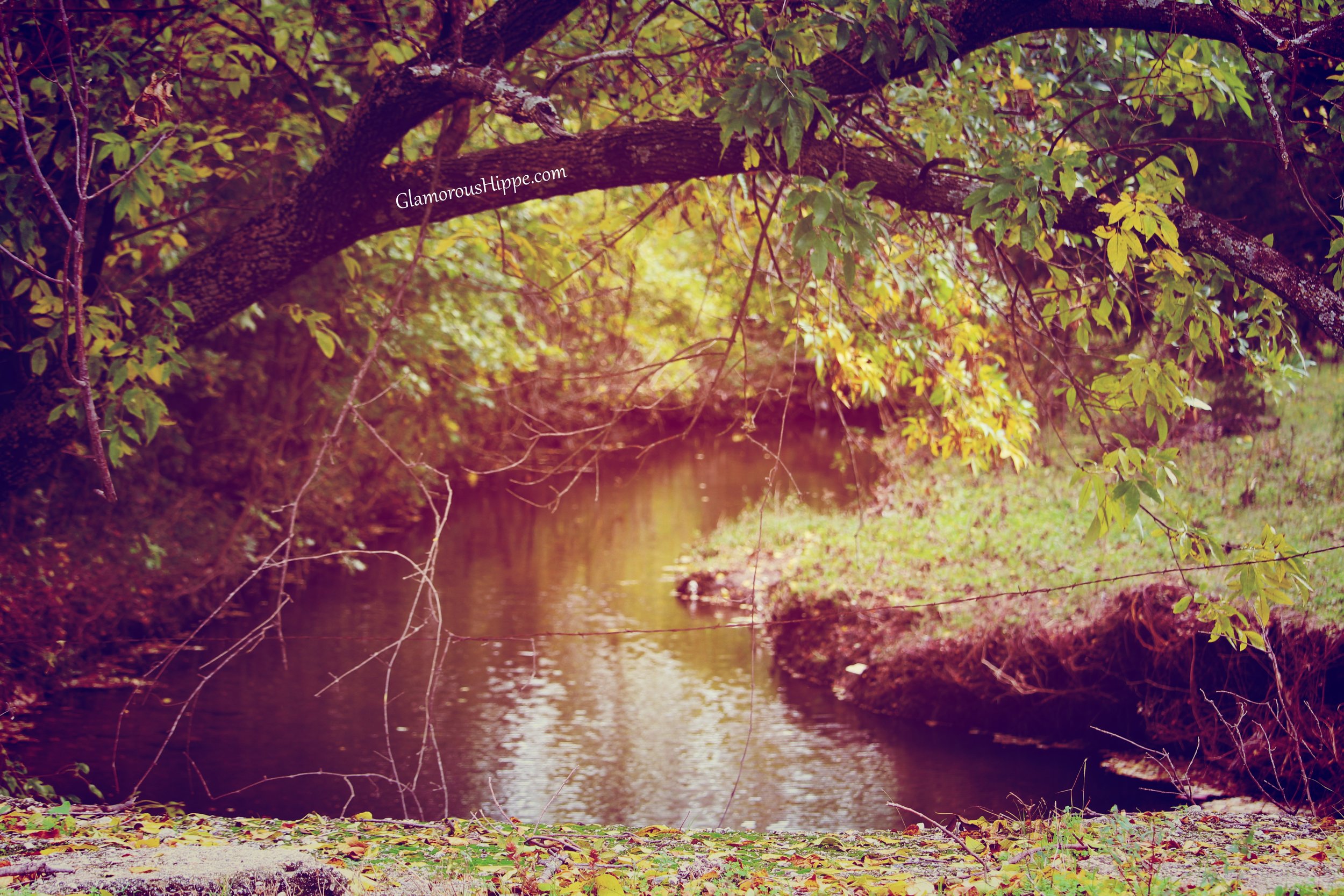 water and bent tree with gh stamp inside.jpg