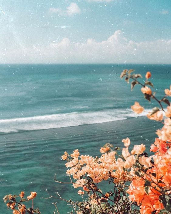 peach flowers near ocean water.jpg