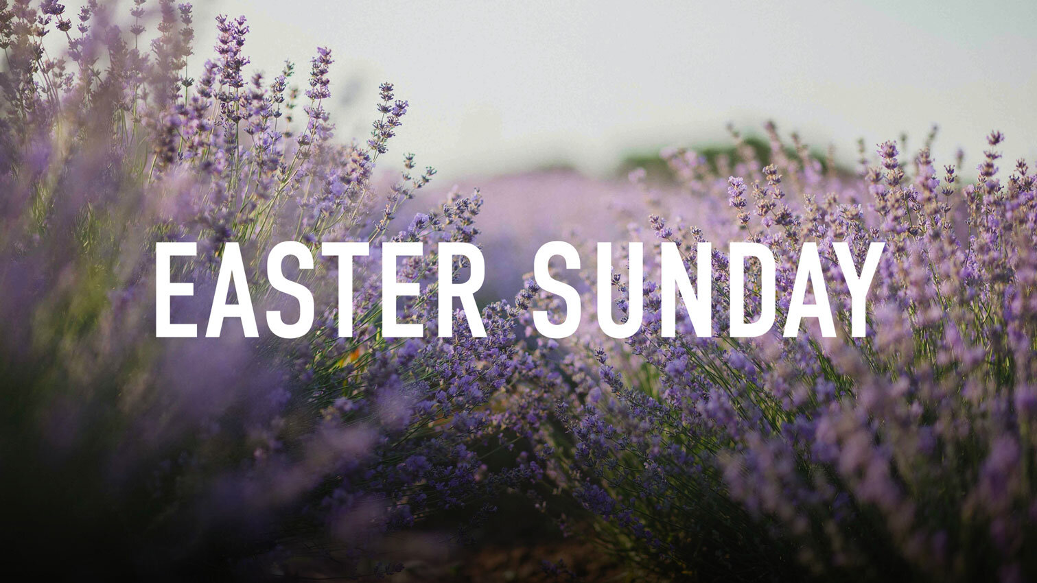 Easter Sunday Live Stream Service — Sunset Church