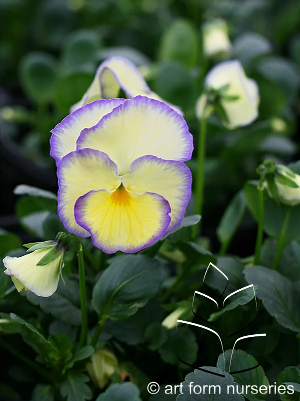 Viola 'Etain'
