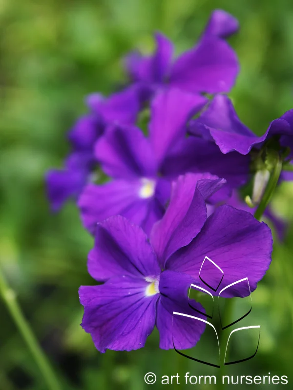 Viola cuculata 'Purple Showers'