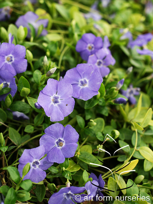 Vinca minor 'Bowles Variety'