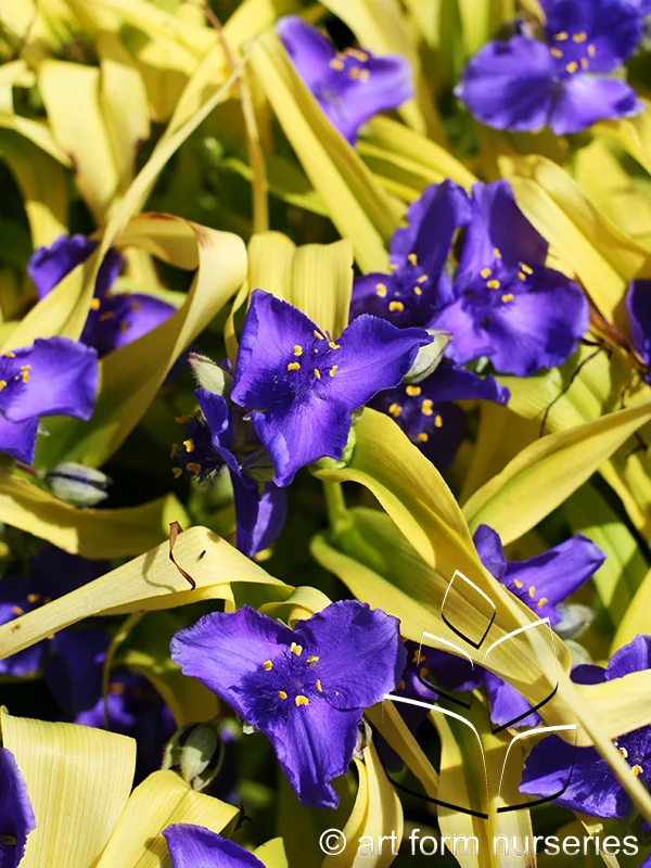 Tradescantia 'Sweet Kate'