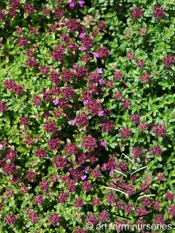 Thymus serpyllum coccineus 'Major Red'