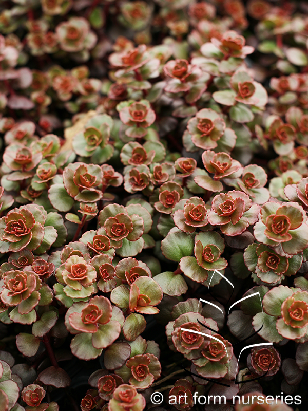 Sedum spurium 'Red Rock'