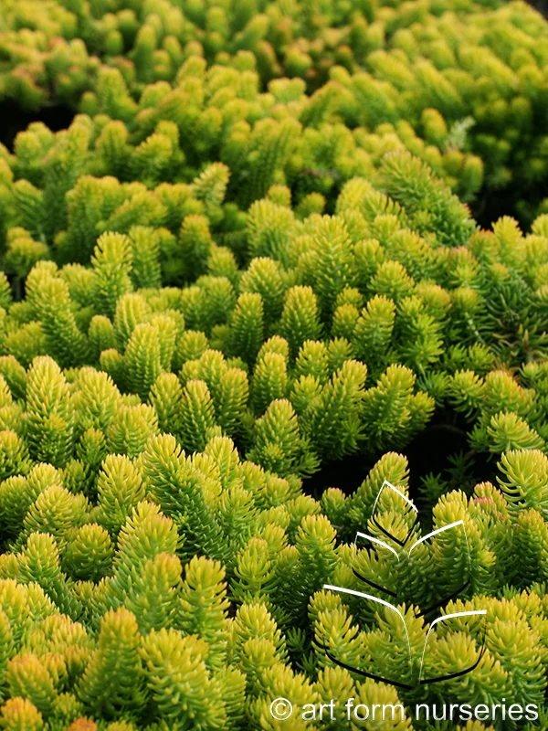 Sedum rupestre 'Angelina'