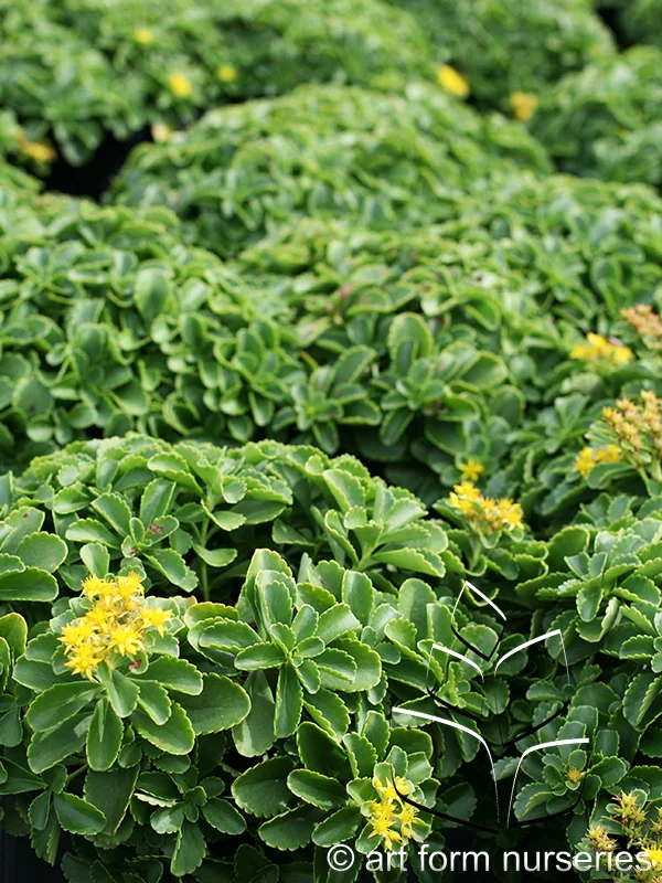 Sedum kamtschaticum