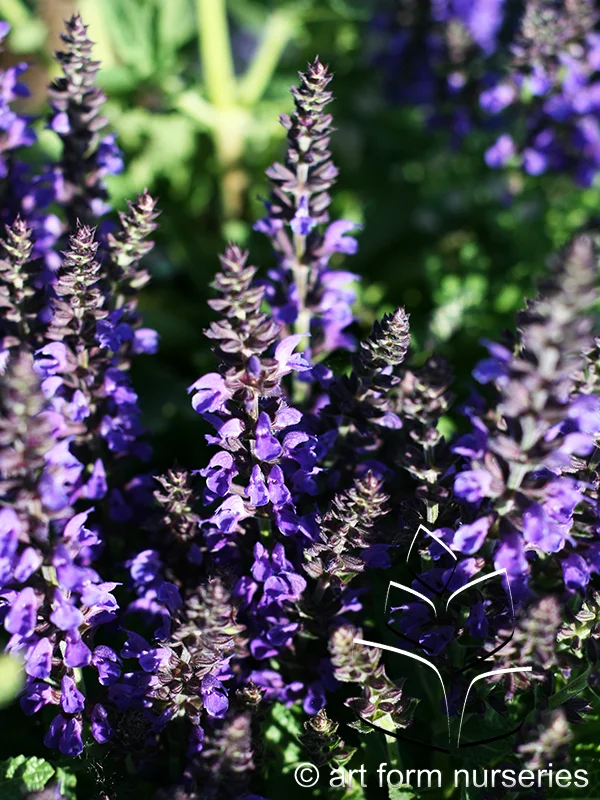 Salvia nemorosa 'Marcus'