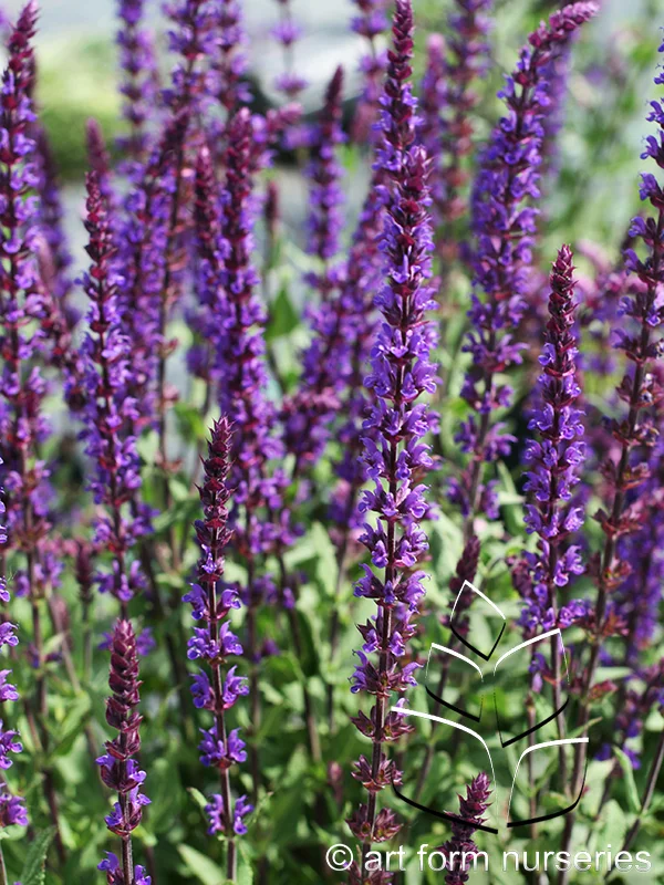 Salvia nemorosa 'Caradonna'