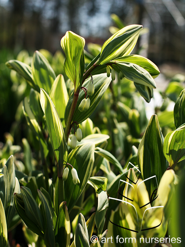 Polygonatum odoratum 'Variegatum'