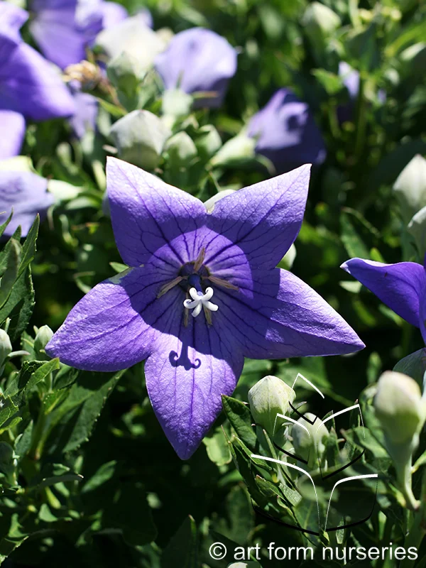 Platycodon grandiflorus 'Sentimental Blue'