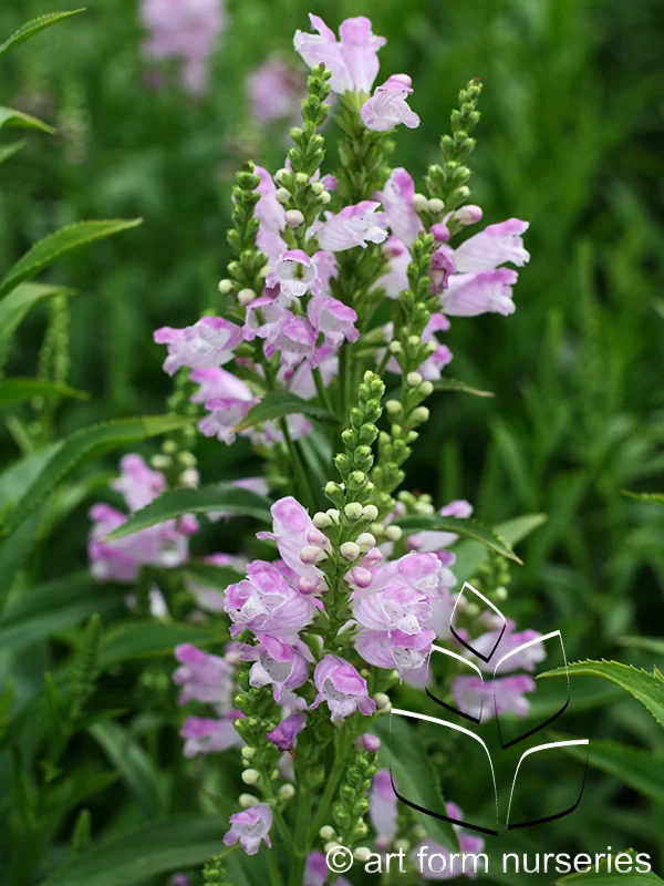 Physostegia virginiana 'Pink Manners'