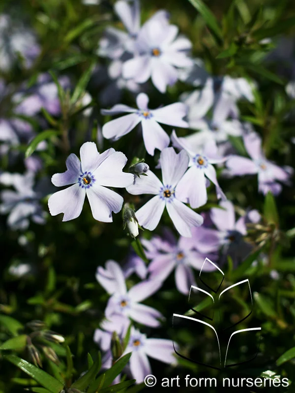 Phlox subulata 'Emerald Blue'