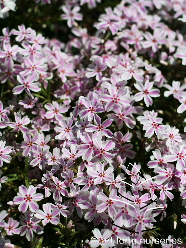 Phlox subulata 'Candystripe'