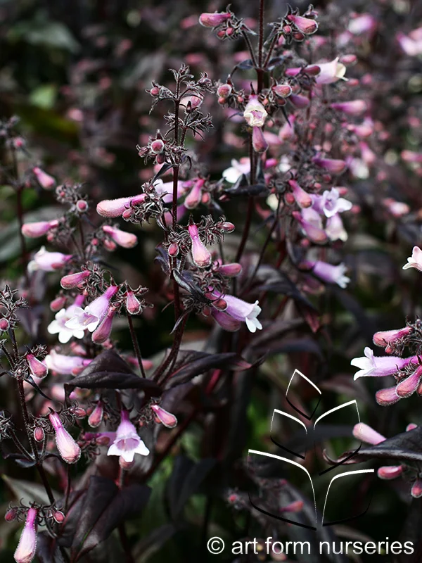 Penstemon 'Dark Towers'