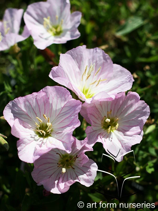 Oenothera berlandieri 'Siskiyou'