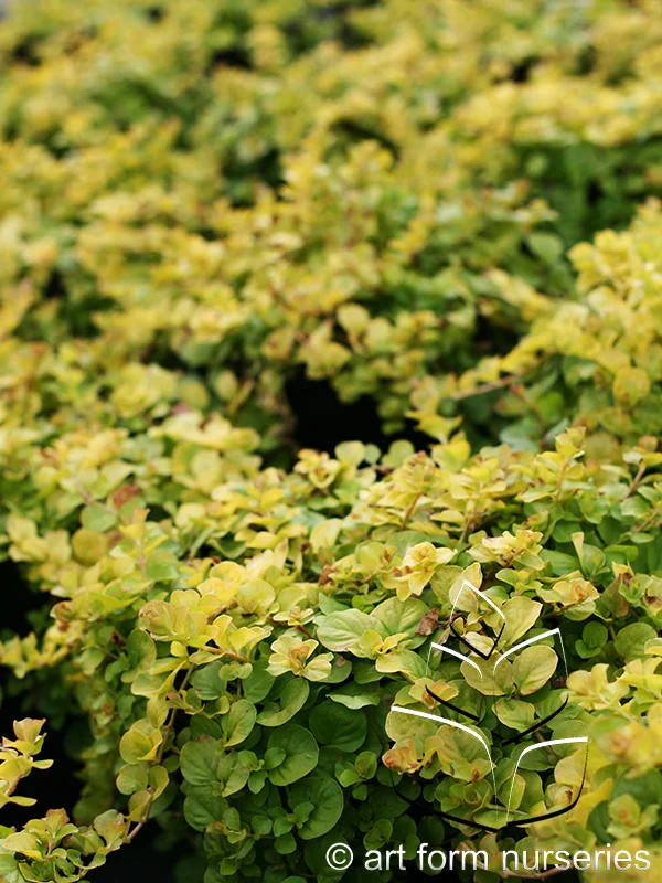 Lysimachia nummularia 'Goldilocks'