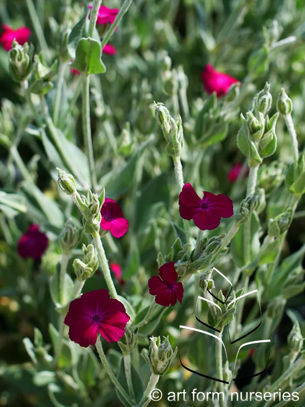 Lychnis coronaria