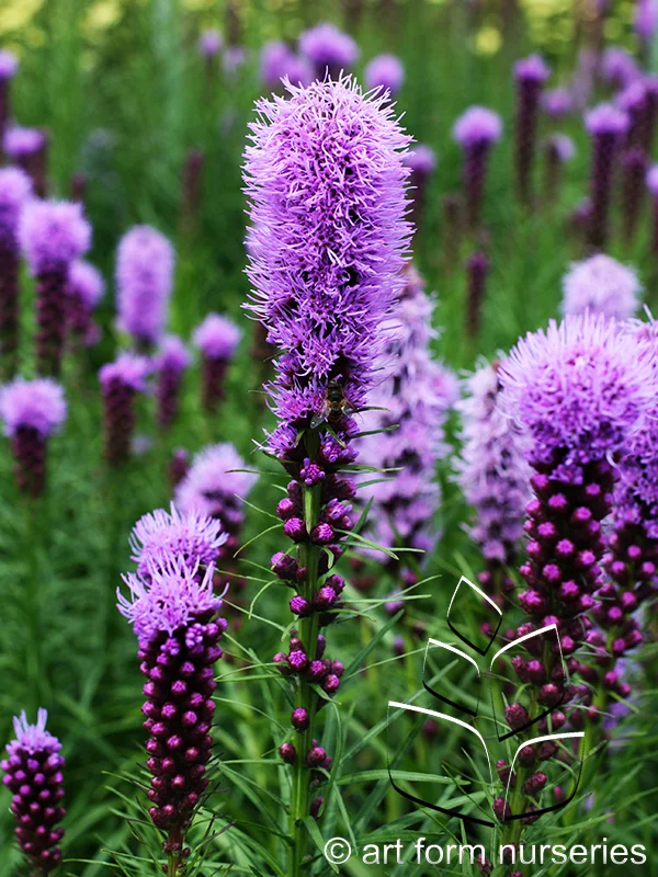 Liatris spicata 'Kobold'