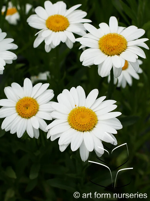 Leucanthemum x superbum 'Becky'