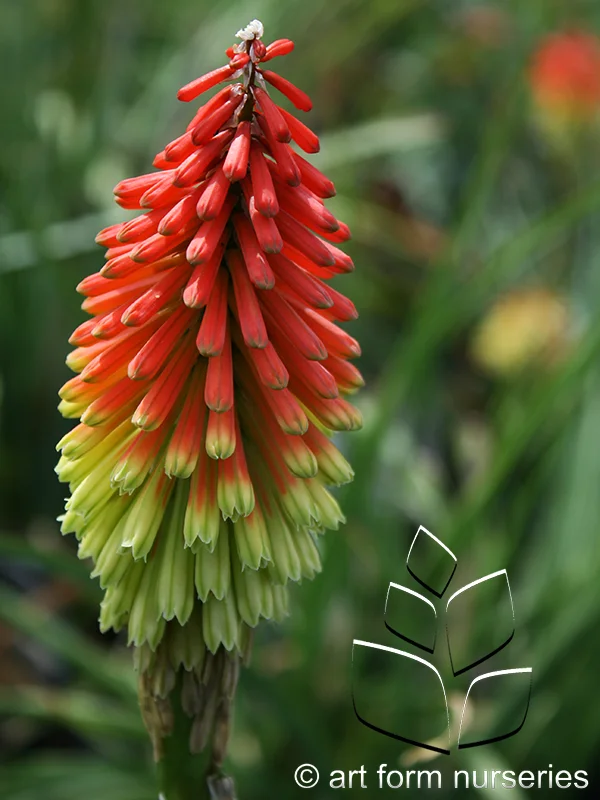Kniphofia hirsuta 'Fire Dance'