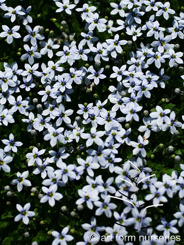 Isotoma 'Blue Star Creeper'