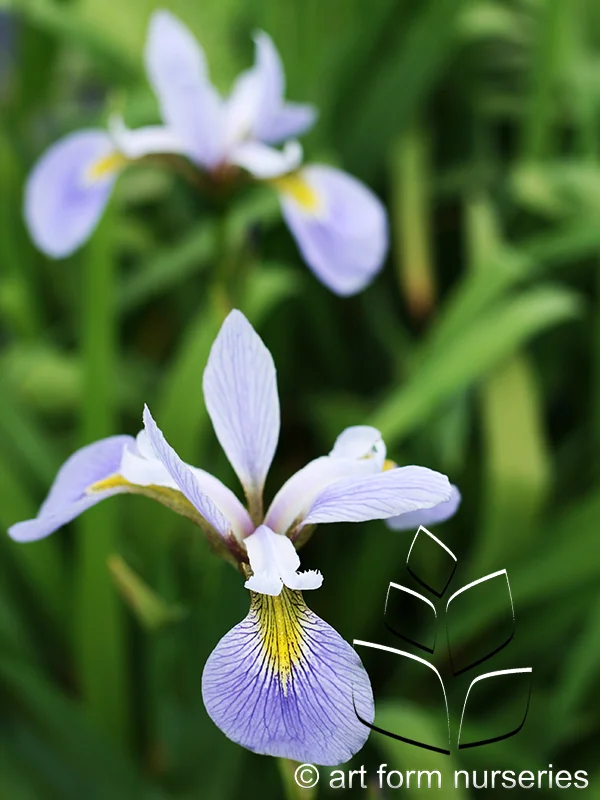 Iris versicolor