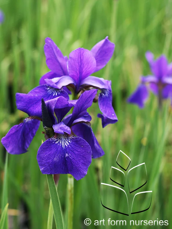 Iris sibirica 'Caesar's Brother'