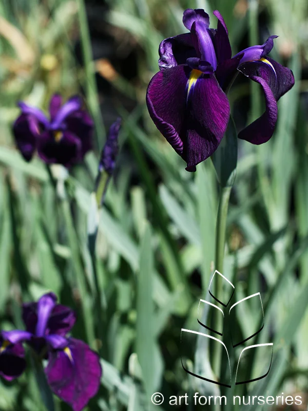 Iris ensata 'Variegata'