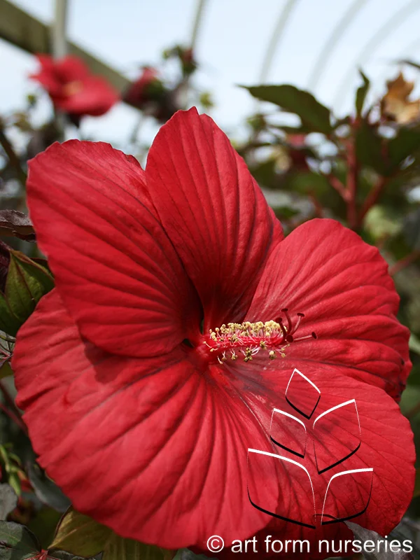 Hibiscus 'Midnight Marvel'