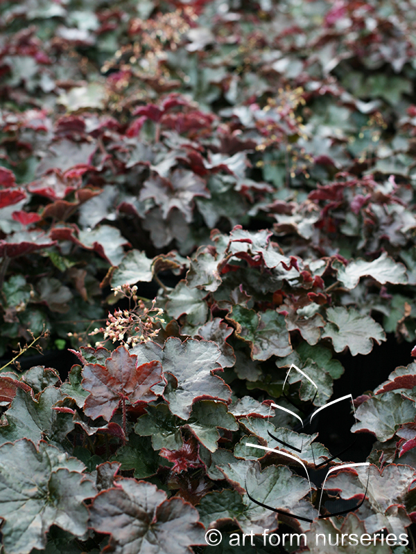 Heuchera micrantha 'Palace Purple'