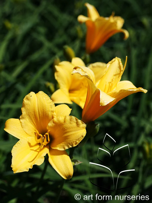 Hemerocallis 'Stella de Oro'