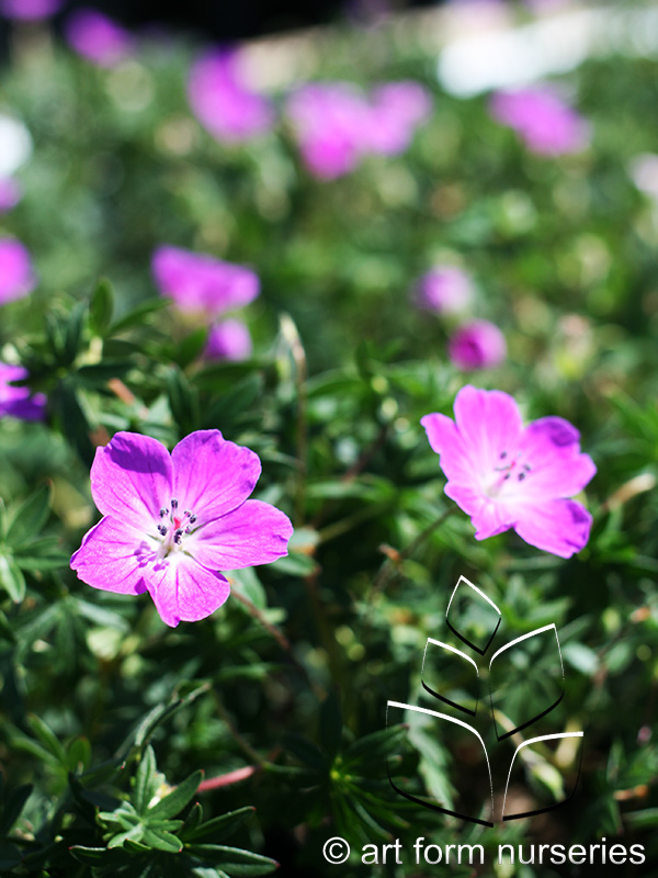 Geranium sanguineum 'Max Frei'