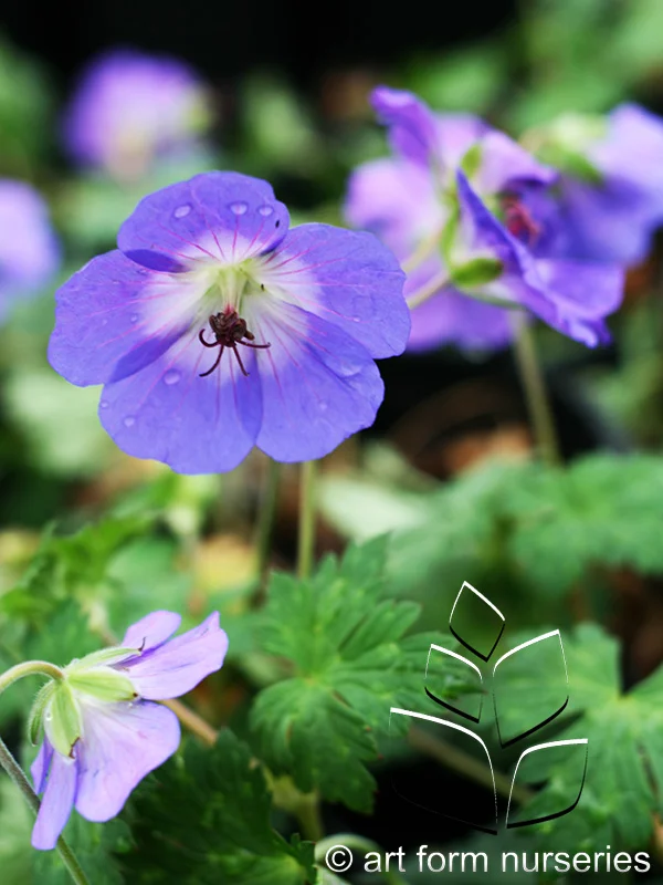 Geranium 'Rozanne'