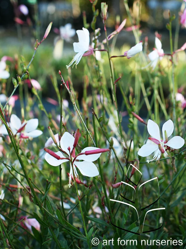 Gaura lindheimeri 'Snow Fountain'