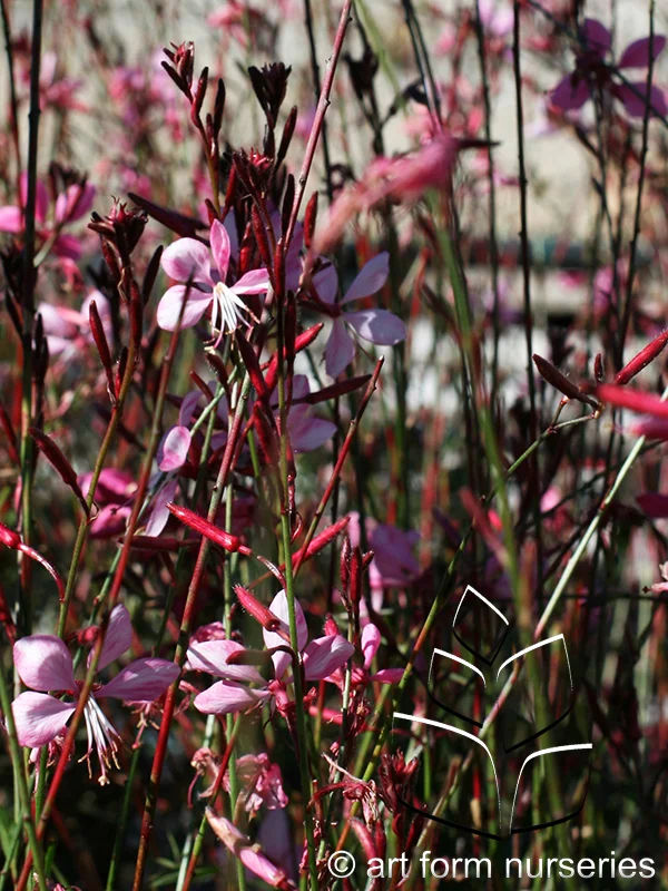 Gaura lindheimeri 'Pink Fountain'