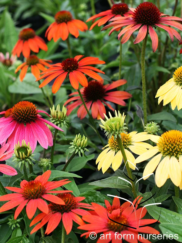 Echinacea x hybrida 'Cheyenne Spirit'