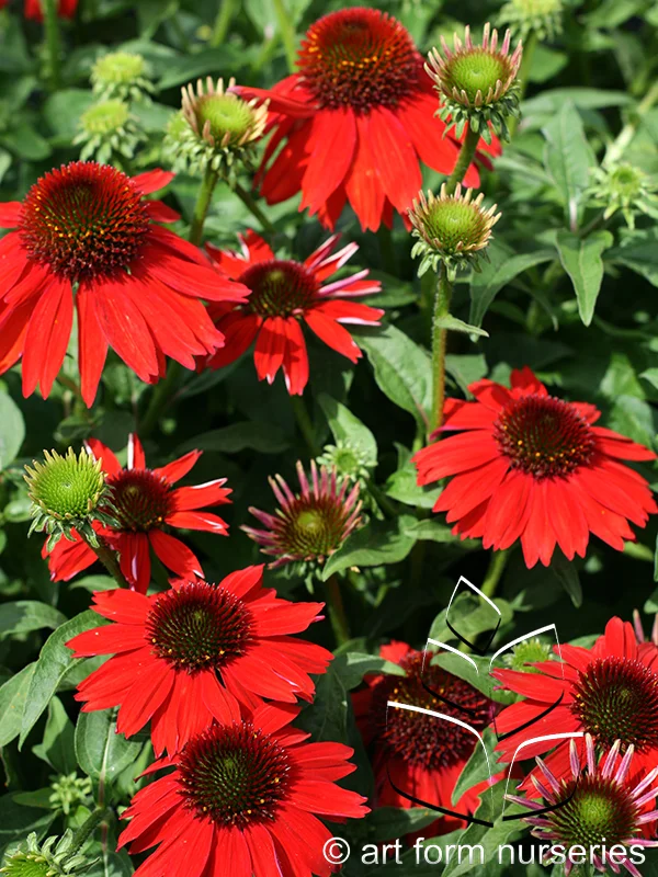 Echinacea purpurea 'Sombrero Salsa Red'
