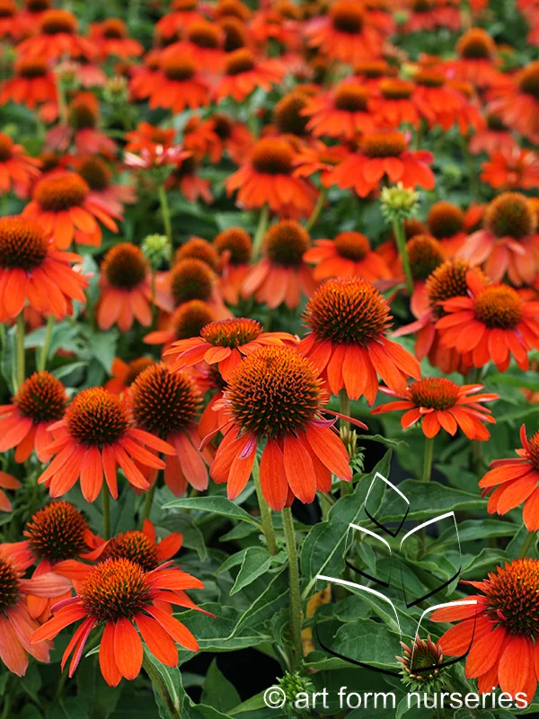 Echinacea purpurea 'Sombrero Adobe Orange'