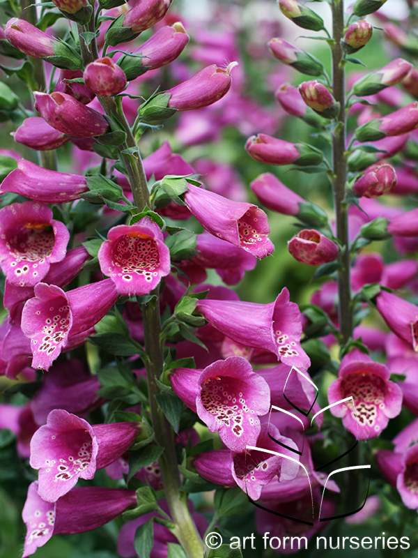 Digitalis purpurea 'Camelot Rose' — Art Form Nurseries