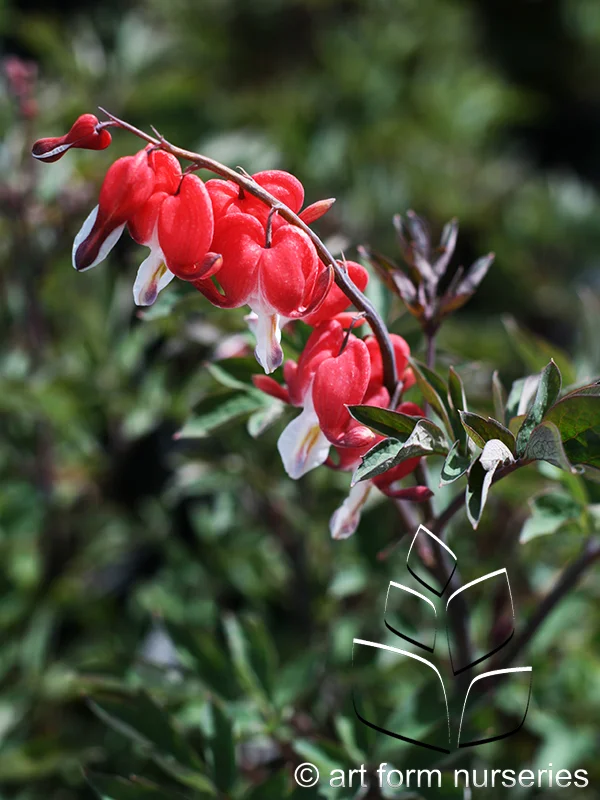 Dicentra spectabilis 'Hordival' Valentine