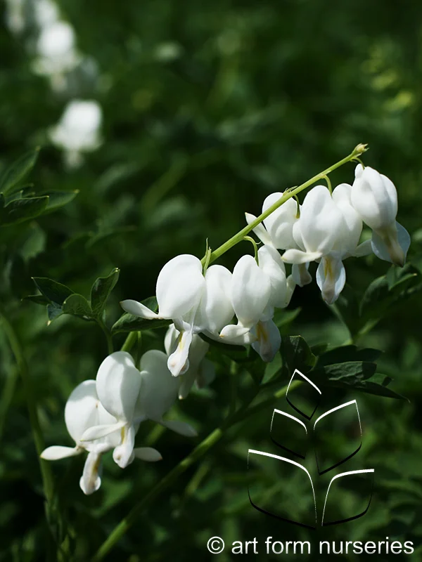 Dicentra spectabilis 'Alba'