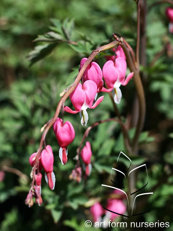 Dicentra spectabilis