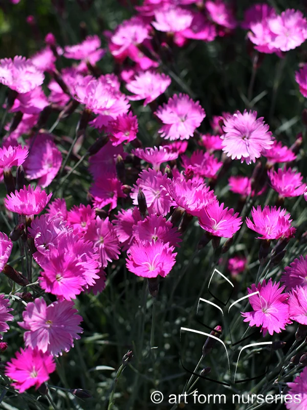 Dianthus gratianopolitanus 'Fire Witch'
