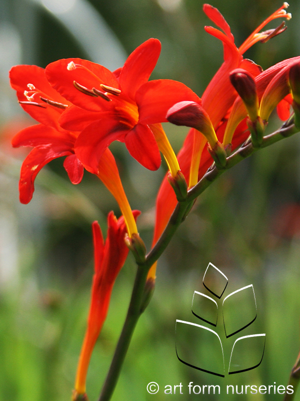 Crocosmia 'Lucifer'
