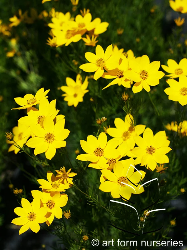 Coreopsis verticillata 'Zagreb'