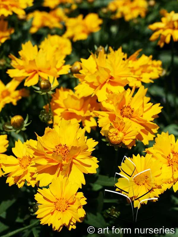Coreopsis grandiflora 'Presto'