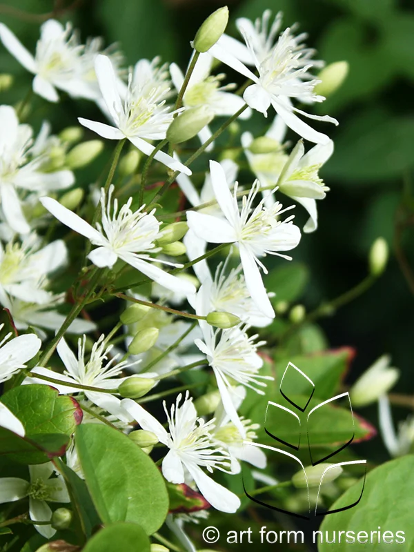 Clematis paniculata